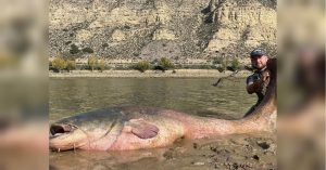 Регіон Венето дає 100 тис. євро на вилов сома в Гарда