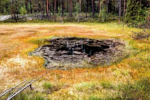 Верховое болото: живая губка планеты, которая удерживает климат