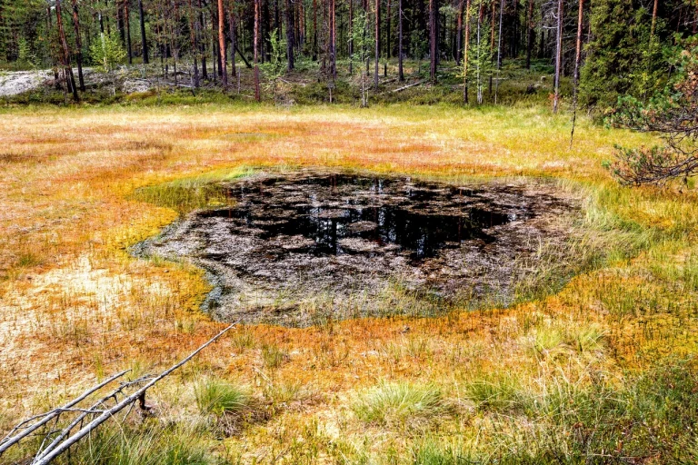 Верховое болото: живая губка планеты, которая удерживает климат